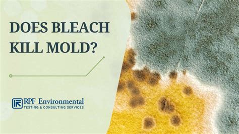 reddit mold|does bleach kill mold reddit.